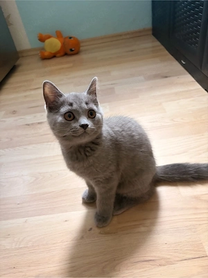 Bkh BLH Kitten