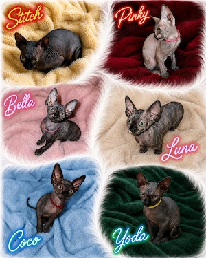 Unsere kleine Rasselbande Sphynx Babys suchen ein für immer zu Hause 