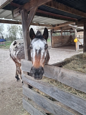 Reitbeteiligung auf Appaloosa 