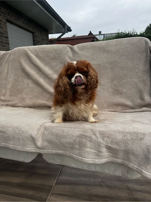 cavaler King Charles Spaniel Madam sucht neuec Haus