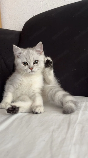 katzenbaby