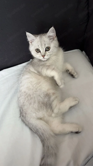 Babykatzen