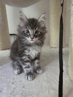 Maine Coon Katerchen suchen ab 15.09.2026 neue Dosenöffner 