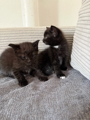 Zwei süße männliche Katzenbabys suchen ein liebevolles Zuhause 