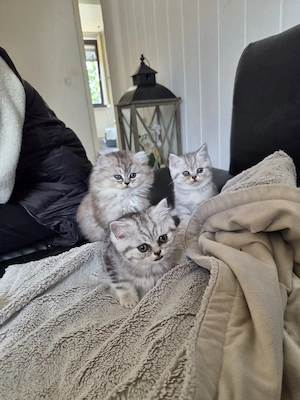 BKH Kitten 