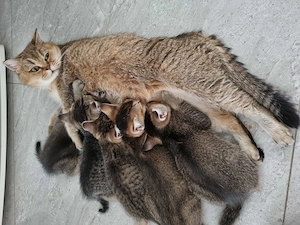 5 süße BKH-Kitten, vespielt, liebevoll und verschmust