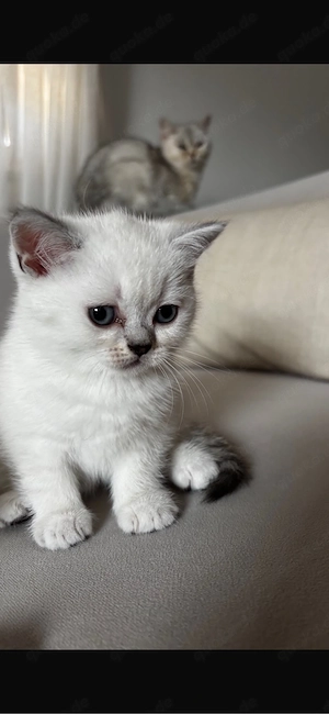 Liebevolle 3 Monate alte Katze sucht ein neues Zuhause     