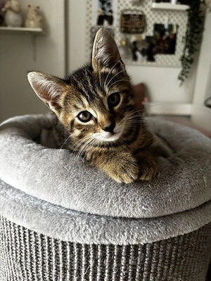 Bengal BKH mix kitten 