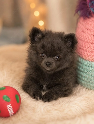 Chihuahua 