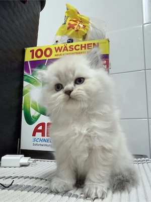 BLH baby Katze