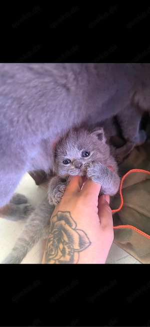 Britisch Kurzhaar Kitten 