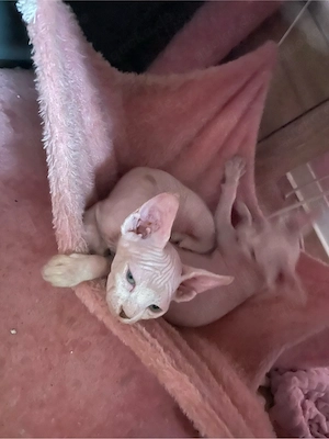sphynx kitten 