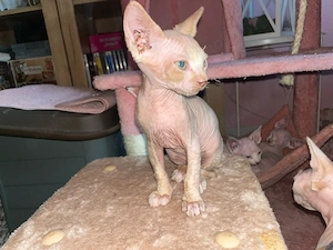 sphynx kitten 