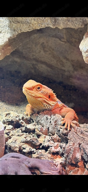 Bartagame sucht ein neues zuhause