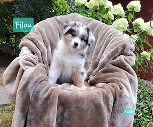 Australian Shepherd 