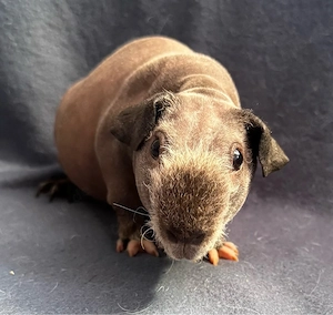 Skinny Pig Kastrat 5 Monate Meerschweinchen