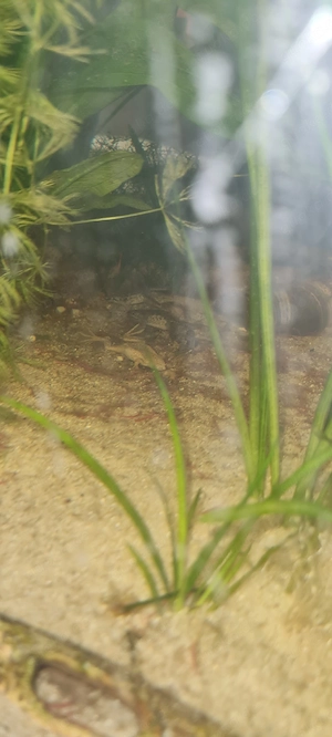 zwergkrallenfrösche 18 Tiere