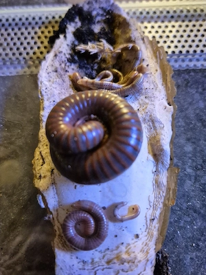 Spirostreptus spec. 1 
