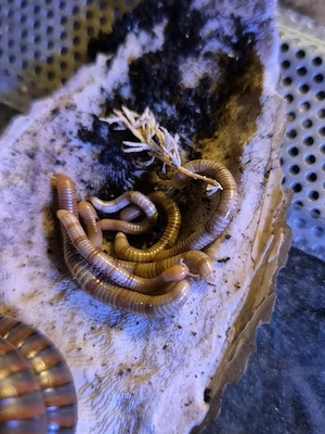 Spirostreptus spec. 1 