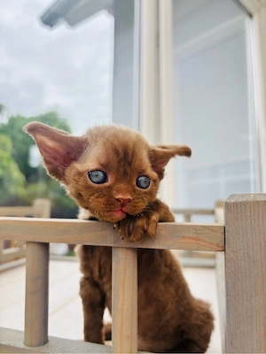 Devon Rex Mädchen   Braun 
