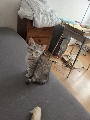 Katzenbabys suchen ein neues Zuhause 