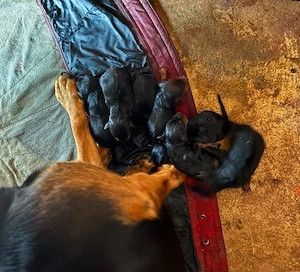 Heideterrier Welpen 