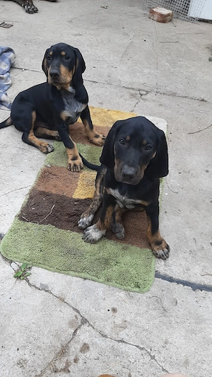 Jagdhund Mix 