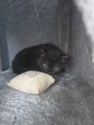 2.kleine  britisch Kurzhaar Mix abholbereit Katzenbaby s abholbereit 