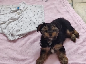 Biewer Yorkshire Terrier Rüde ist nun ganz alleine 