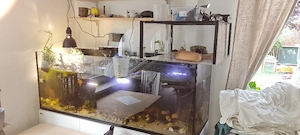 3 Junge Mississippi Höckerschildkröten mit viel zubehör