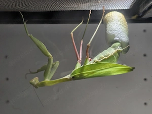 Hierodula membranacea Oothek