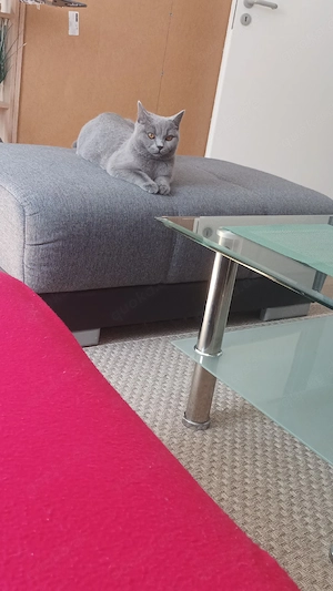 Hauskatze  Bild 5