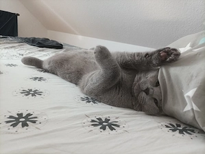 Hauskatze  Bild 2