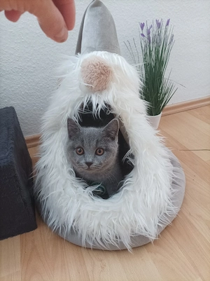Hauskatze  Bild 4