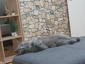 Hauskatze  Bild 3