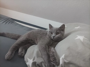 Hauskatze 