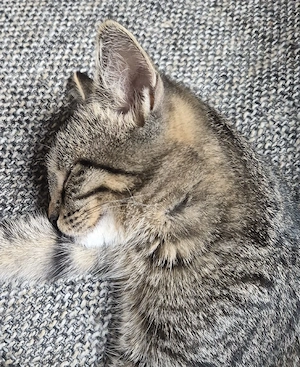Getigertes Main Coon Mix Mädchen 