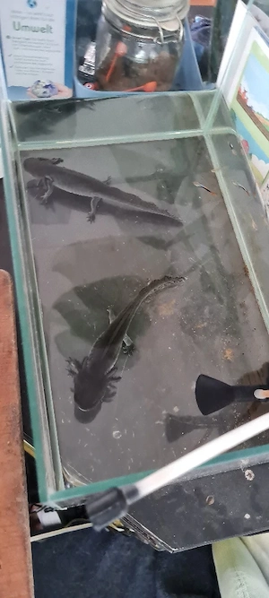 2 Axolotl, wildfarbend, dringend abzugeben