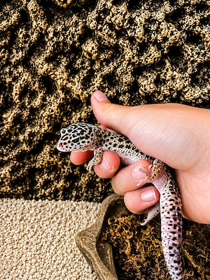 4 gesunde, junge Leopardgeckos (Eublepharis macularius)
