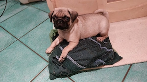 Mops Welpen,Reinrassig,Rüden