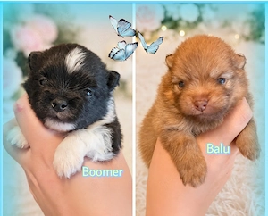 Exklusive Pomeranian Welpen mit Papieren 