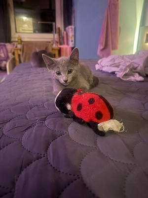 Russisch Blaue Kitten 