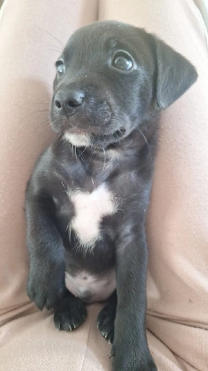 Bildschöner Labrador-Mix Welpe (10 . Woche) sucht ein liebevolles Zuhause!