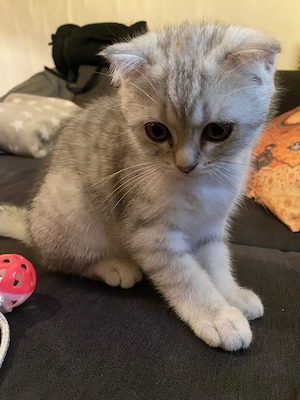 Liebevolle BKH-Katze weiblich sucht ein neues Zuhause 