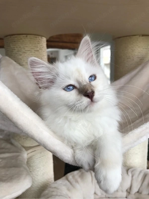 Heilige Birma kitten mit STAMMBAUM
