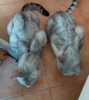 2 BKH Kitten silver tabby,  Kater suchen ein neues liebevolles Zuhause 