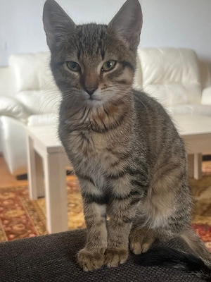      Kleine Katzenbabys Bild 2