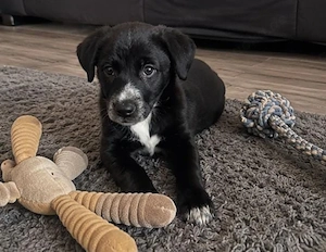 Wunderschöner kleine Welpe abzugeben 