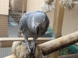 Graupapagei Pärchen sucht neues zuhause 