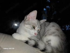 BKH Kitten silver tabby Mädchen sucht ein neues liebevolles Zuhause 